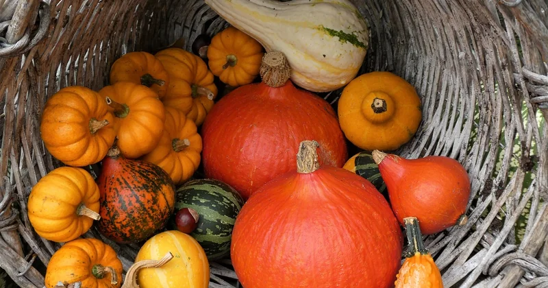 Le tableau que personne ne vous donne : saison, légume, âge minimum