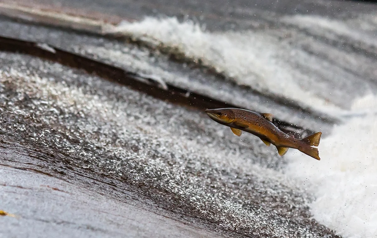 Poissons : le mercure, un danger sous-estimé